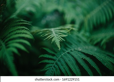 fern leaves green and macro leaves