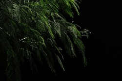 Fern leaves grow in dark, a Nature Photo by Yubie Tan