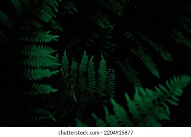 Fern Leaves On Dark Background In Jungle. Fern Top View At Night, Fern At Tropical Forest, Beautiful Fern With Dark Green Leaves.