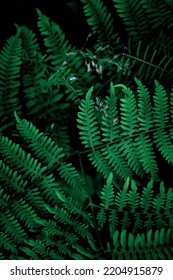 Fern Leaves On Dark Background In Jungle. Fern Top View At Night, Fern At Tropical Forest, Beautiful Fern With Dark Green Leaves.