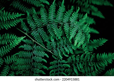 Fern Leaves On Dark Background In Jungle. Fern Top View At Night, Fern At Tropical Forest, Beautiful Fern With Dark Green Leaves.