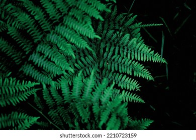 Fern Leaves On Dark Background In Jungle. Fern Top View At Night, Fern At Tropical Forest, Beautiful Fern With Dark Green Leaves.