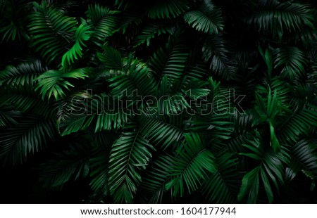 Fern leaves on dark background in jungle. Dense dark green fern leaves in garden at night. Nature abstract background. Fern at tropical forest. Exotic plant. Beautiful dark green fern leaf texture.