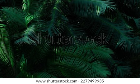 Fern leaves on dark background in forest. Dense dark green fern leaves in garden. Nature abstract background. Fern at tropical forest. Exotic plant. Beautiful dark green fern leaf texture background.