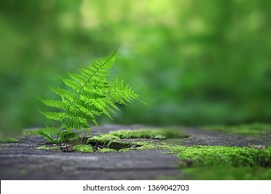 Fern Leaves On Mossy Stump, Natural Green Background. Pure Wild Nature, Environment, Ecology Concept. Summer Forest Landscape. Copy Space. 