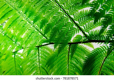 fern leaves in the rainforest after the rain in a morning