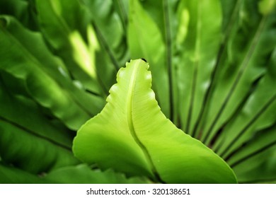 Fern leaves with shadow - Shutterstock ID 320138651