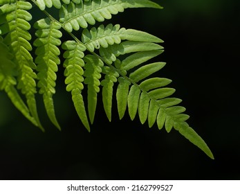 Fern Leaves Similar To A Fractal Pattern