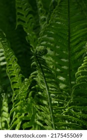 Fern Leaves In The Sun After Rain Close-up