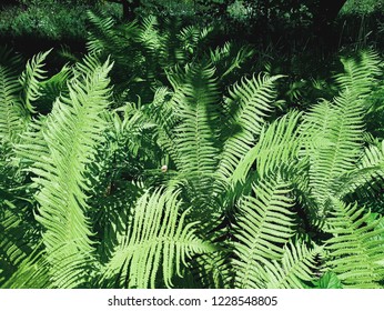fern leaves under sunlight, dark shadows - Shutterstock ID 1228548805