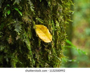 fern mos and yellow leaf 
