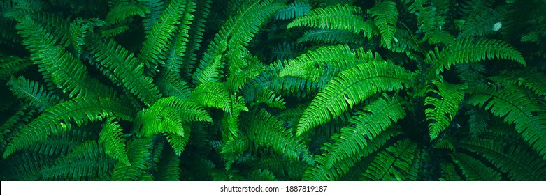 Fern Nature Background, Fern Leaf Pattern, Lush Fresh Green Foliage, Floral Fern Background