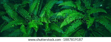 Fern Nature Background, Fern Leaf Pattern, Lush Fresh Green Foliage, Floral Fern Background