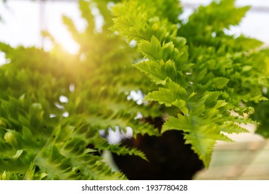 fern Nephrolepis sp. hanging on tree shop with nature background. The rows green long leaf of macho fern in black pot under Sun Shade Net for sale in plants market, good for home living room interior - Shutterstock ID 1937780428