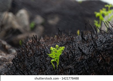 Fern New Growth On A Rainy Day After Moor Fire