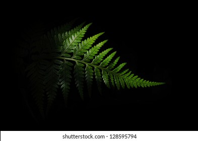 Fern On Black Background