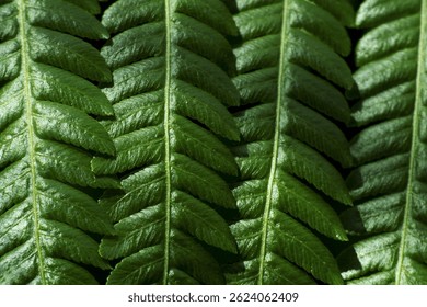 Fern Pattern - Green leaf Macro