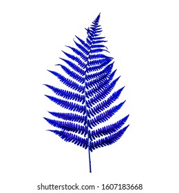 FERN. Persian blue is a shade of blue. It is named for the blue color of carpets, ceramics and the color of the tiles used in the decoration of palaces. Natural luxury.