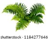 fern isolated