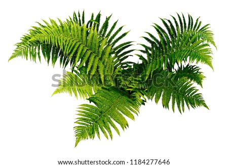 Fern plan isolated on white background.                 