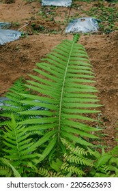 Fern Plant. In The City Forest Of Ciamis