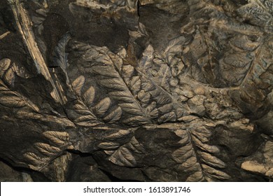 Fern Plant Fossil As Very Nice Natural Background