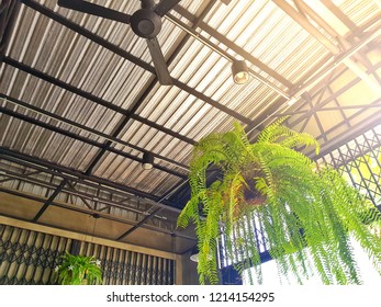 Plants Ceiling Stock Photos Images Photography Shutterstock