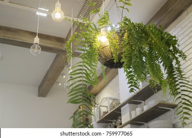 Hanging Indoor Plant Stock Photos Images Photography