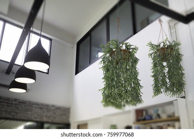 Hanging Indoor Plants Images Stock Photos Vectors