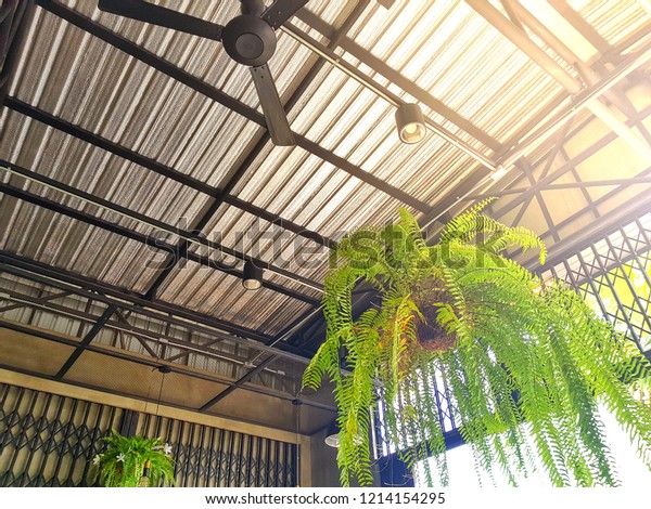 Fern Plant Pot Hanging On Ceiling Stock Photo Edit Now