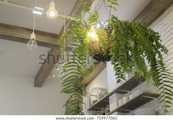 Fern Plant Pot Hanging On Ceiling Stock Photo Edit Now 759977065