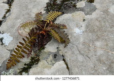 A Fern Plant With A Tough Life Growing On On Unlikely Rock Surviving And Thriving Against All Odds Surrounded By Moss And Lichen.