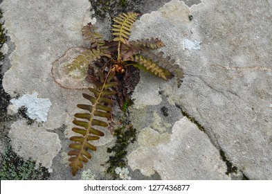 A Fern Plant With A Tough Life Growing On On Unlikely Rock Surviving And Thriving Against All Odds Surrounded By Moss And Lichen.