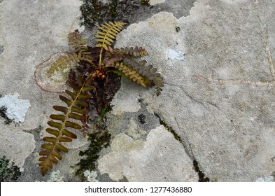 A Fern Plant With A Tough Life Growing On On Unlikely Rock Surviving And Thriving Against All Odds Surrounded By Moss And Lichen.