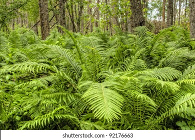 Fern plants cover the ground of the natural forest - Shutterstock ID 92176663