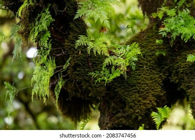 Fern Plants Growing On Moss Covered Trunks And Branches Of An Old Laurisilva Tree In Fanal Forest On Madeira Island Portugal. Mystic Green And Dewy Atmosphere In A Rainy Place With High Humidity.