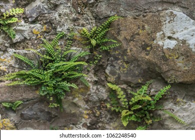 Fern plants growing on the side of a rock.