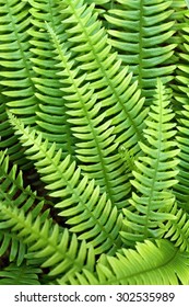 Fern Polypodium Vulgare