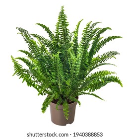 Fern In A Pot. Green Houseplant. Tuber Sword Fern, Sword Fern  Isolated On White Background