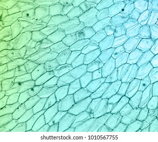 Fern Prothallium, Plant Cells, Under The Microscope