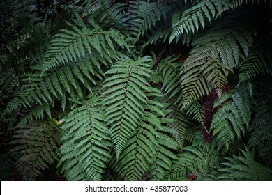 A fern in rain forest near FRANZ JOSHEP, New Zealand