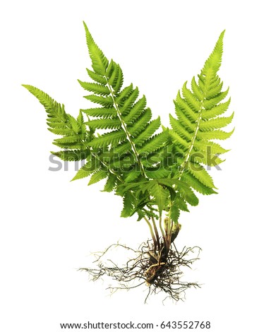 Fern with roots and frond (without soil) isolated on white background, with clipping path