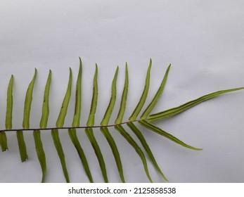 Fern Scientific Name Pteridophyta Plantae Stock Photo (Edit Now) 2125858538