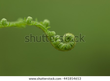 fern spiral - the koru