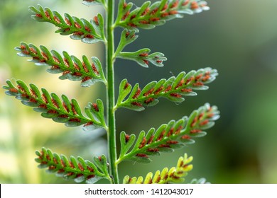 Fern And Sporangium, Fern Pattern 
