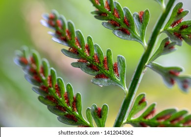 Fern And Sporangium, Fern Pattern 
