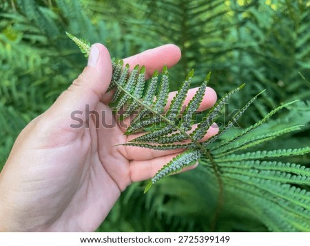 Fern spores on underside of leaf in human hand, botanical close-up
