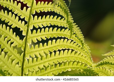 Fern structure