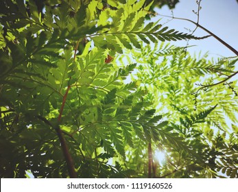 fern green​ leaf​ under​ the sunlight - Shutterstock ID 1119160526