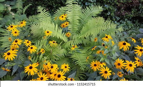 Fern Surrounded By Lazy Susan Flowers